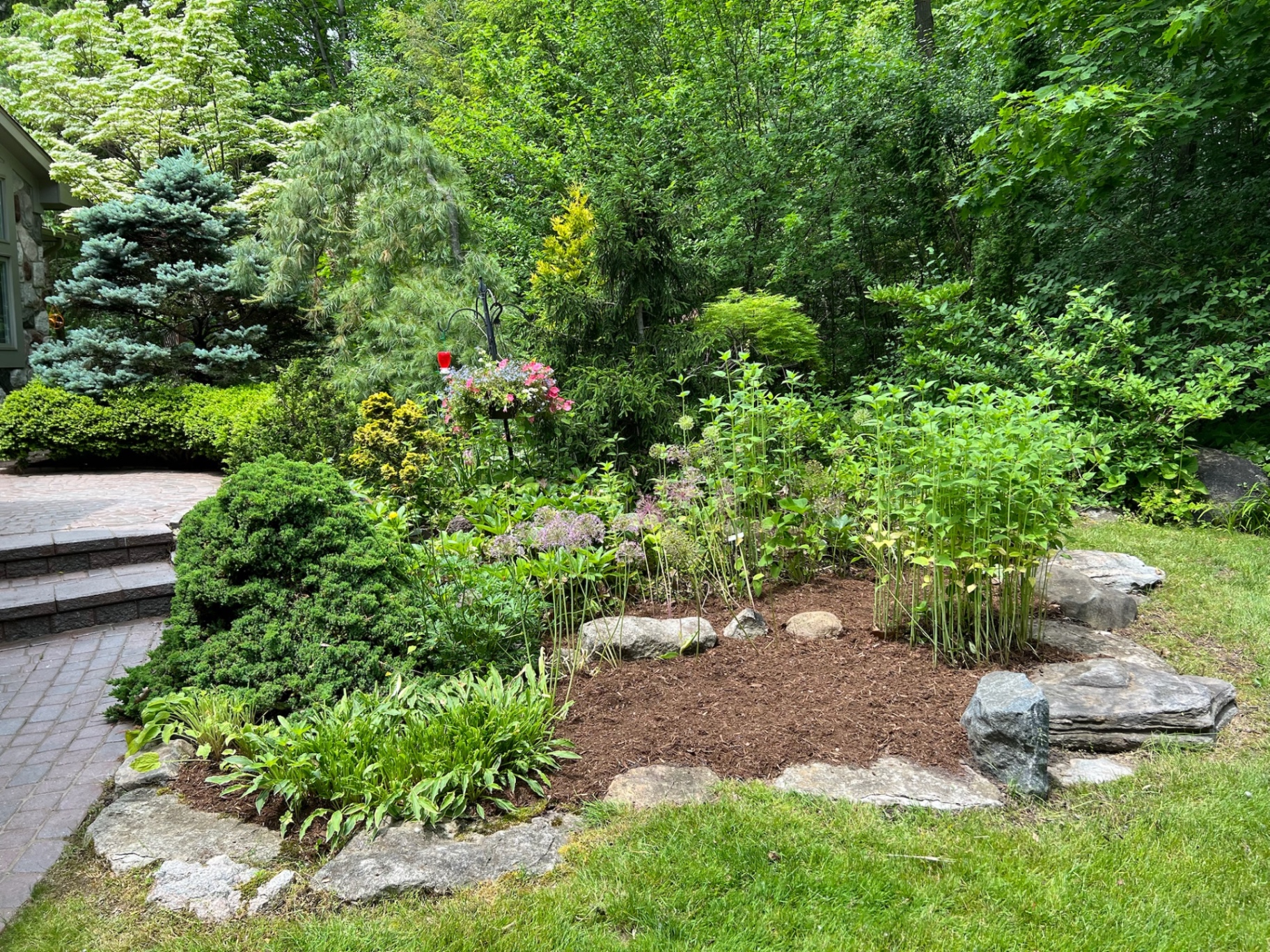 A mature woodland garden refreshed with mulch, natural boulders, and layered perennial plantings.