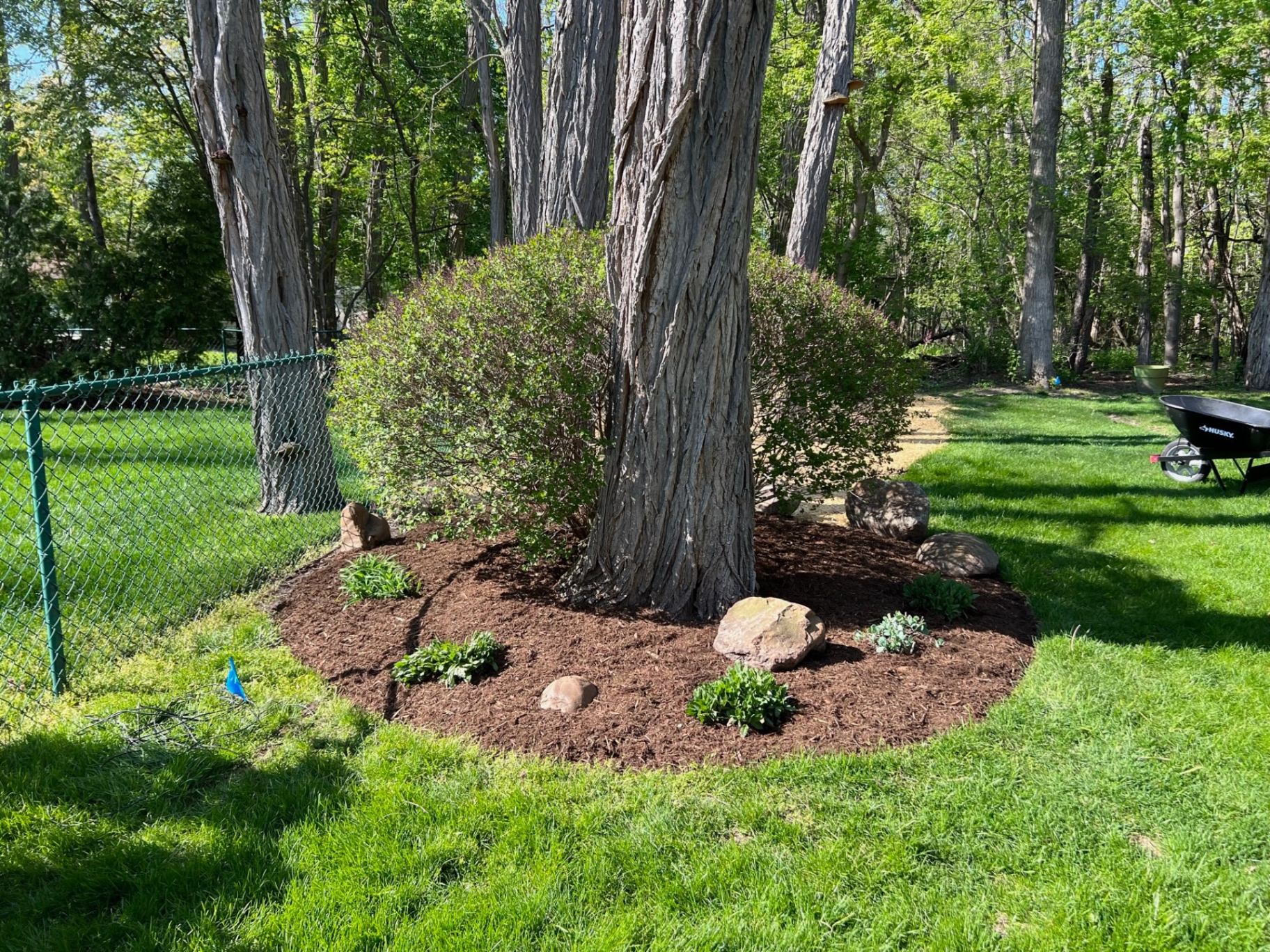 A refreshed mulch bed with shade plantings and accent boulders surrounding mature trees.