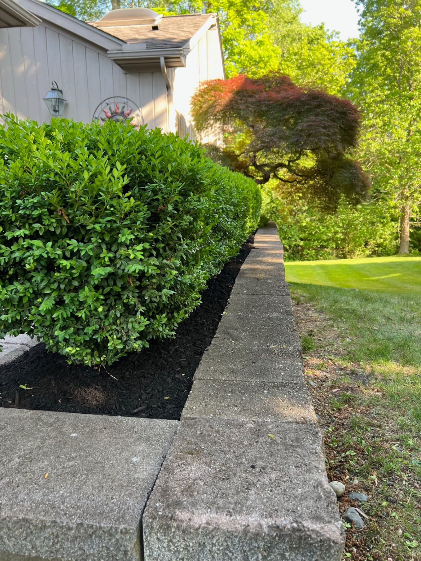Fresh black mulch defines a neatly maintained boxwood border beneath a mature Japanese maple.