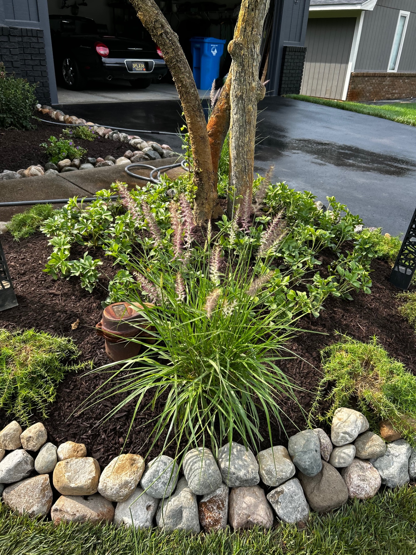 Fieldstone border with ornamental grass and groundcover around a mature tree.
